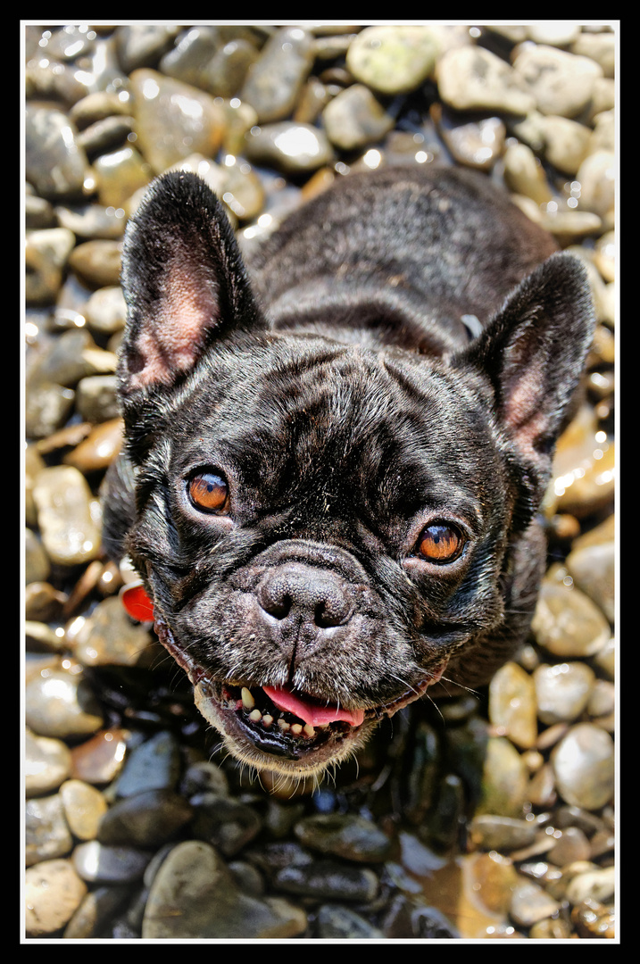 Gizmo the Frenchy