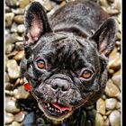 Gizmo the Frenchy