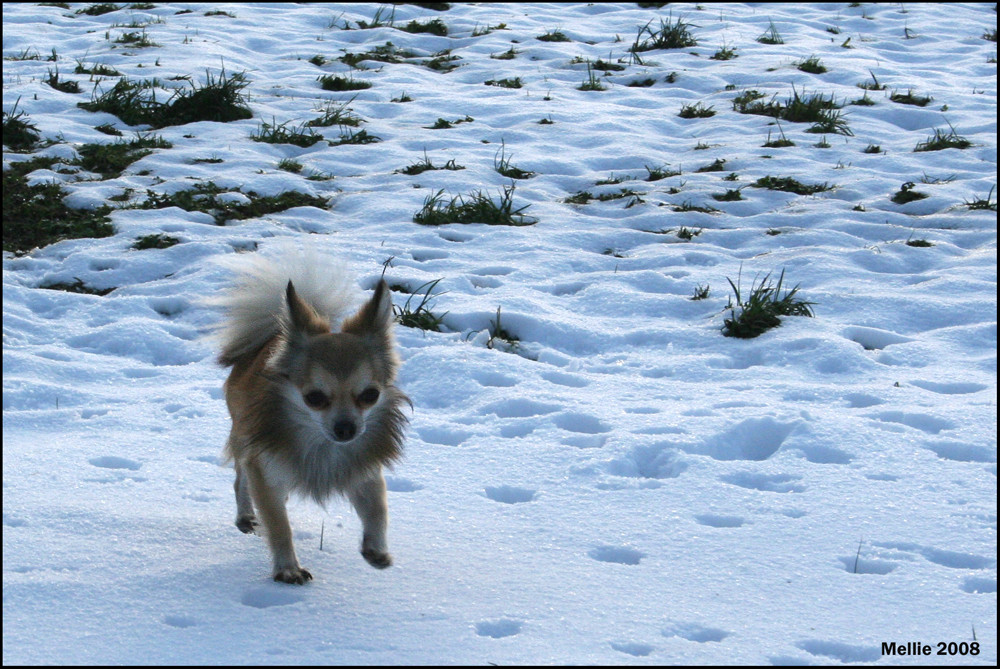 Gizmo tobt im Schnee...