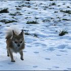 Gizmo tobt im Schnee...