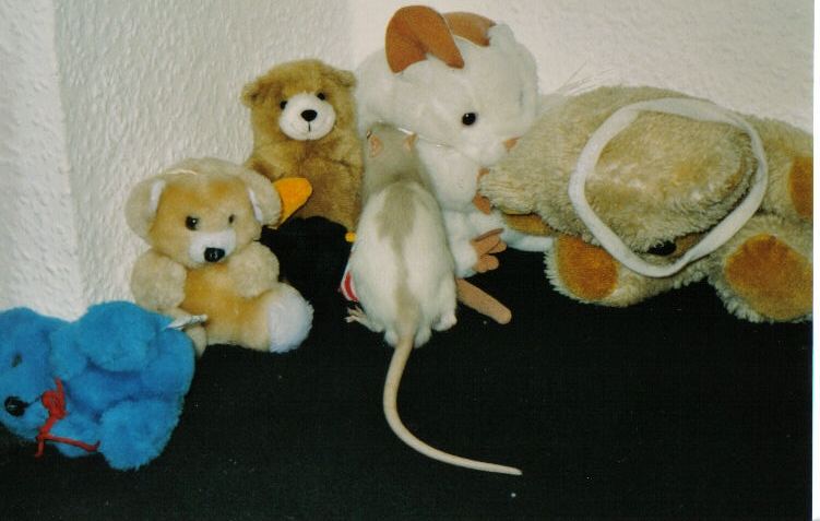 Gizmo und seine Freunde