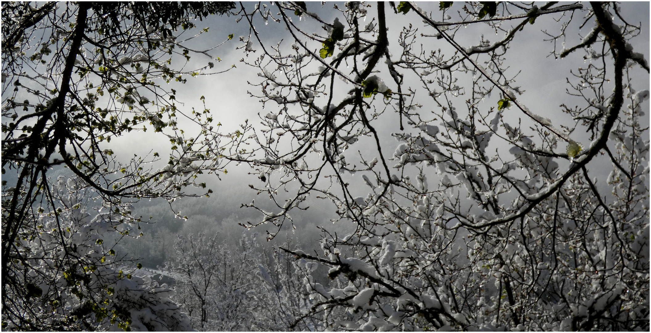 * glace  sur  les arbres *