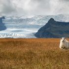 Glacier guard