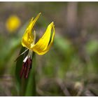 Glacier Lilies