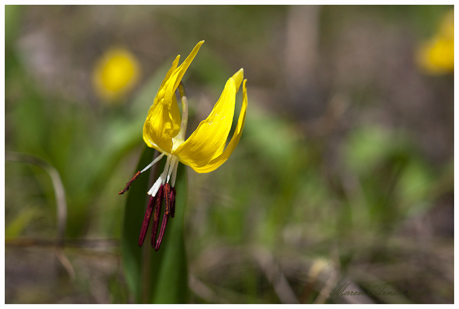 Glacier Lilies