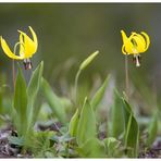 Glacier Lilies, Gletscherlilien, oder....