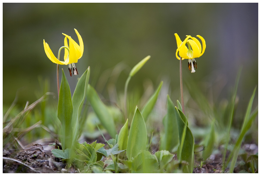 Glacier Lilies, Gletscherlilien, oder....