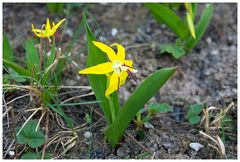 Glacier Lillies ....