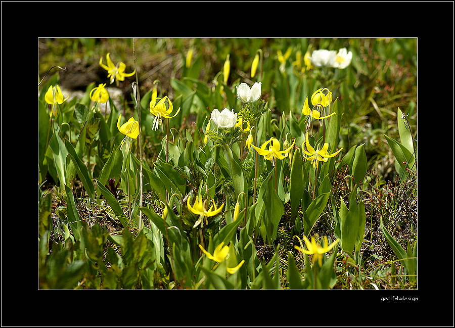 Glacier Lily ....