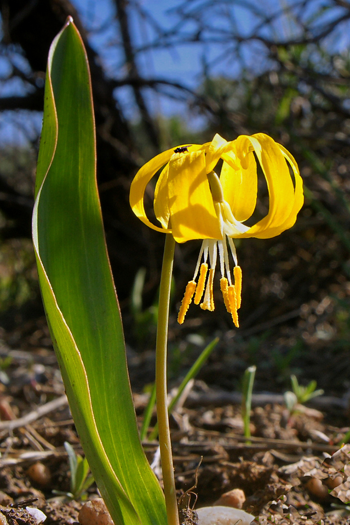 Glacier Lily