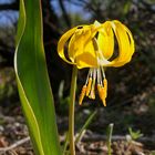 Glacier Lily