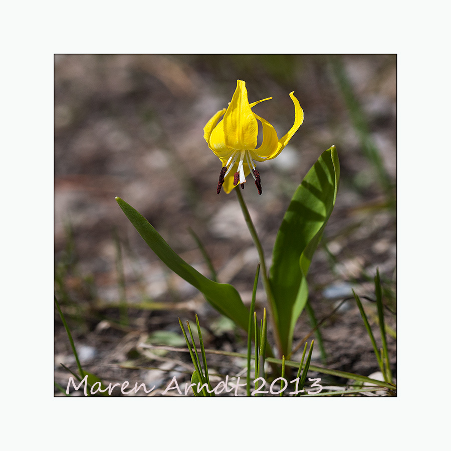 Glacier Lily