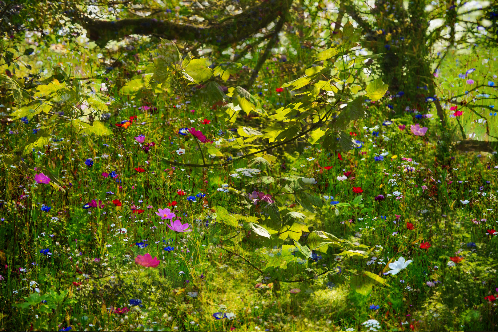 Glade of flowers 