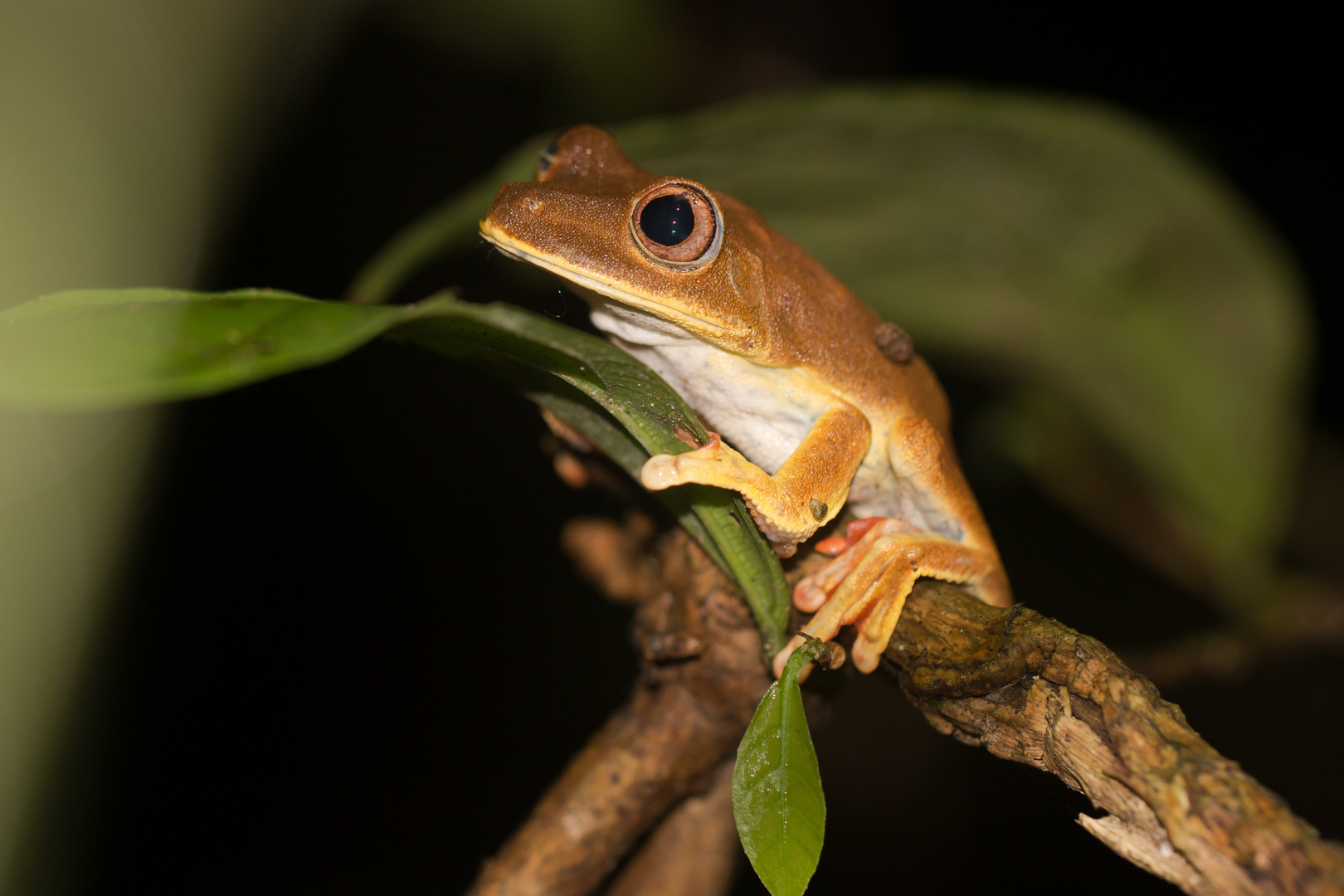 Gladiator Treefrog