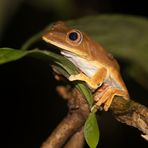 Gladiator Treefrog