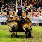 Gladiatoren der Rennbahn