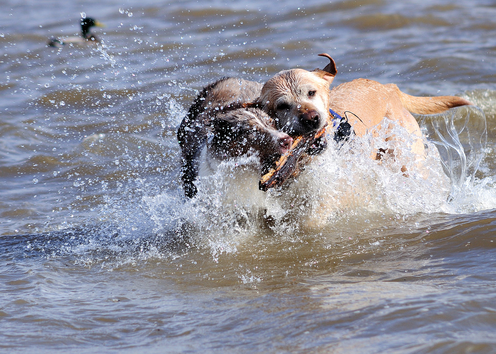 Gladiatoren im Wasser