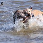 Gladiatoren im Wasser