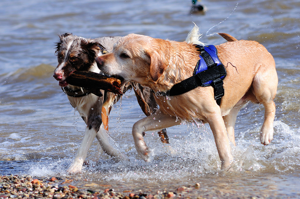 Gladiatoren im Wasser Teil 2