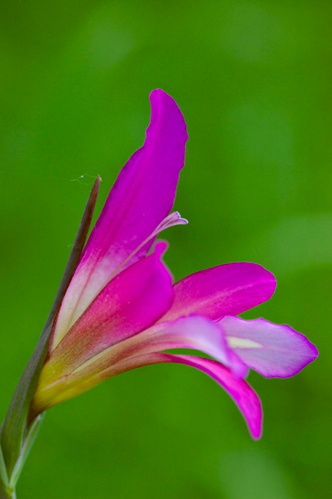 Gladiol de camp