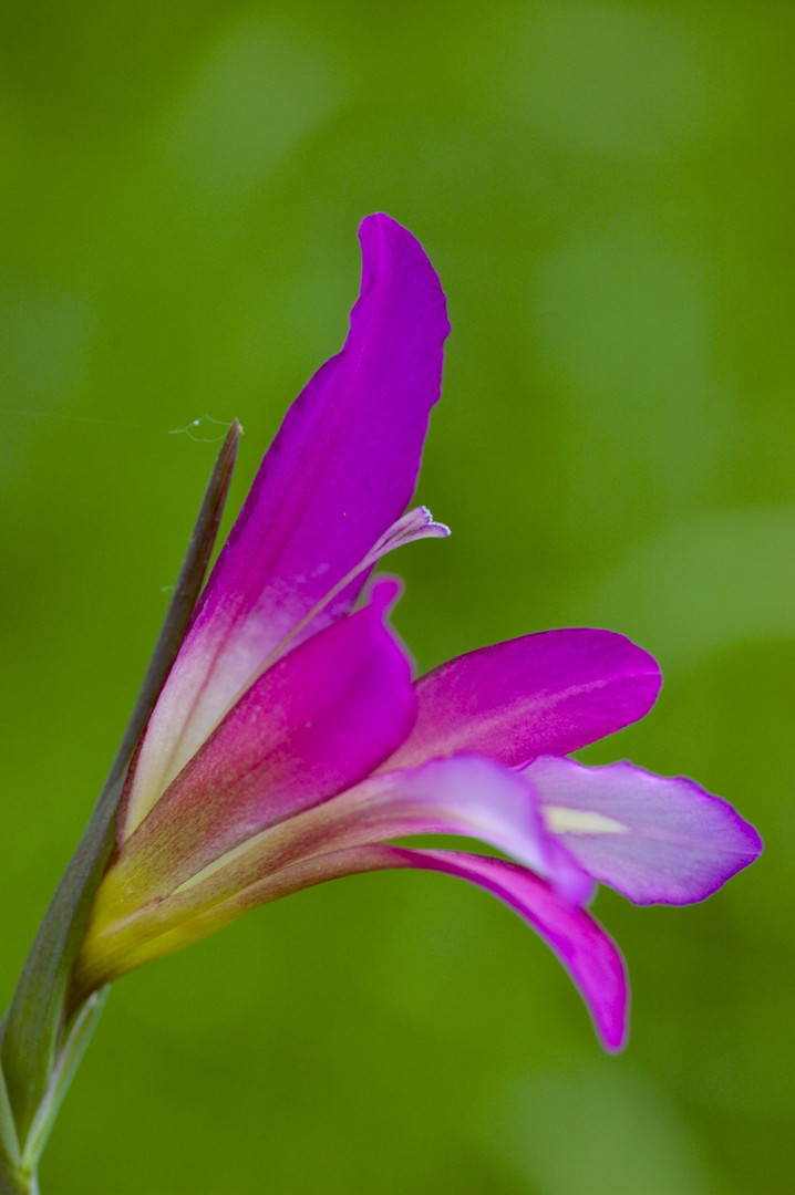 Gladiol de camp