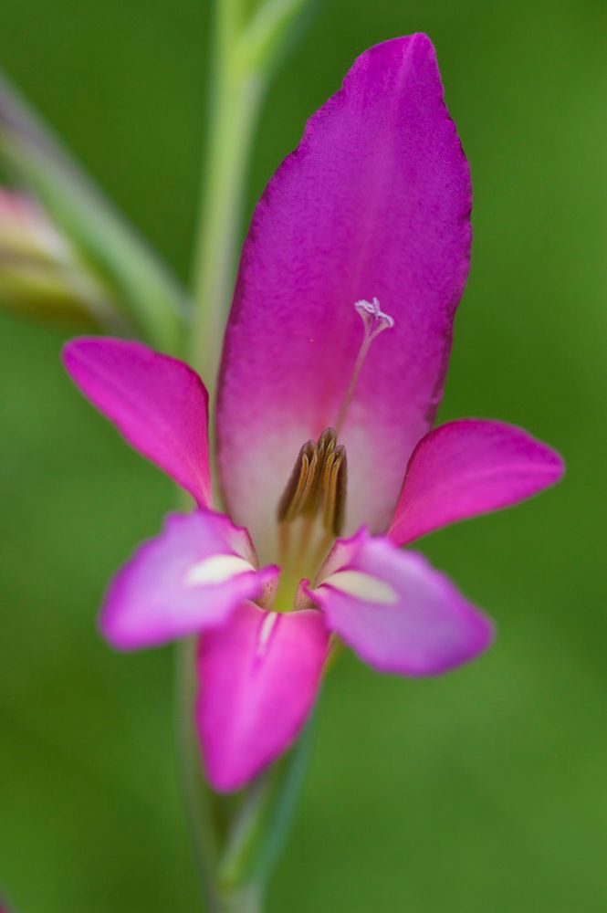 Gladiol silvestre