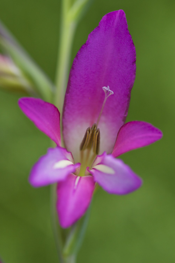 Gladiol silvestre