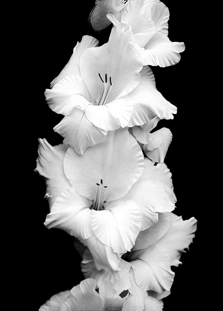 Gladiola