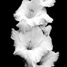 Gladiola