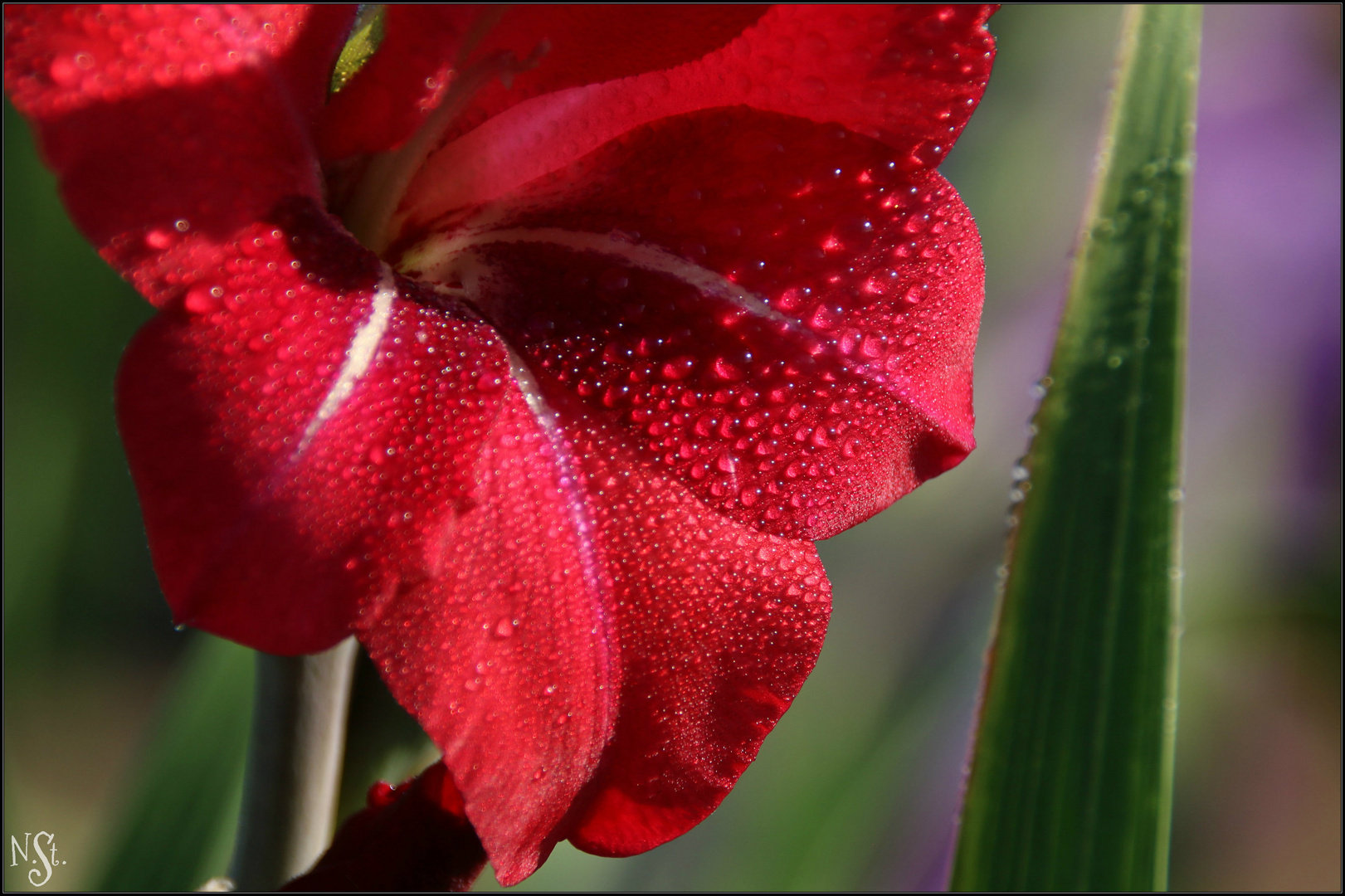 Gladiola