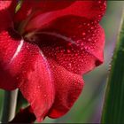 Gladiola