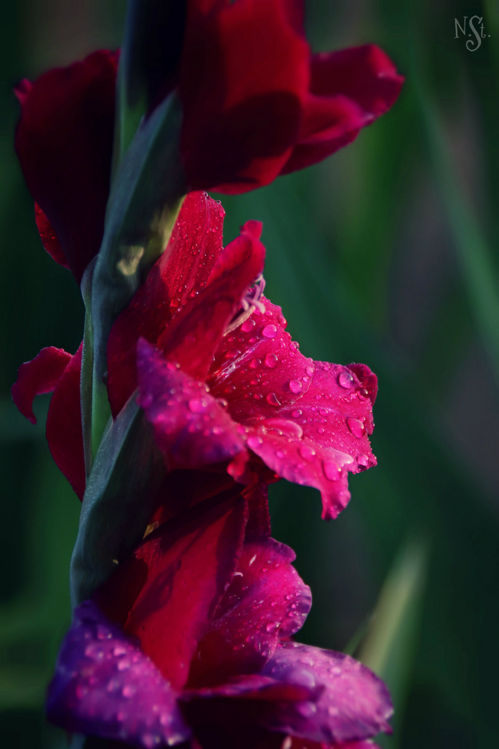 Gladiola II