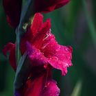 Gladiola II