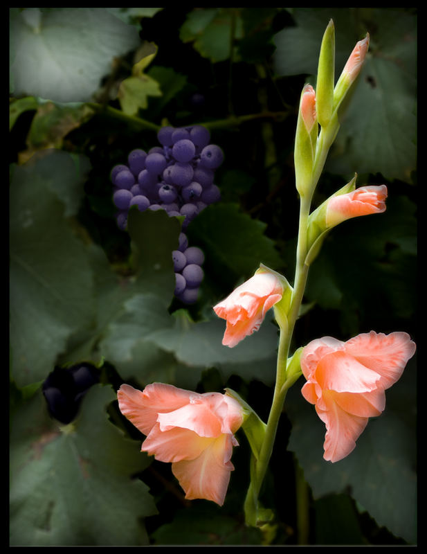 Gladiola stiehlt die Schau