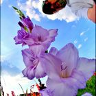 Gladiolator 2