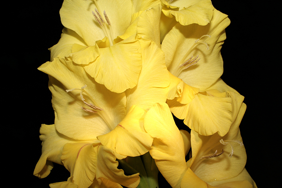 Gladiole