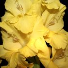 Gladiole