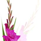 Gladiole