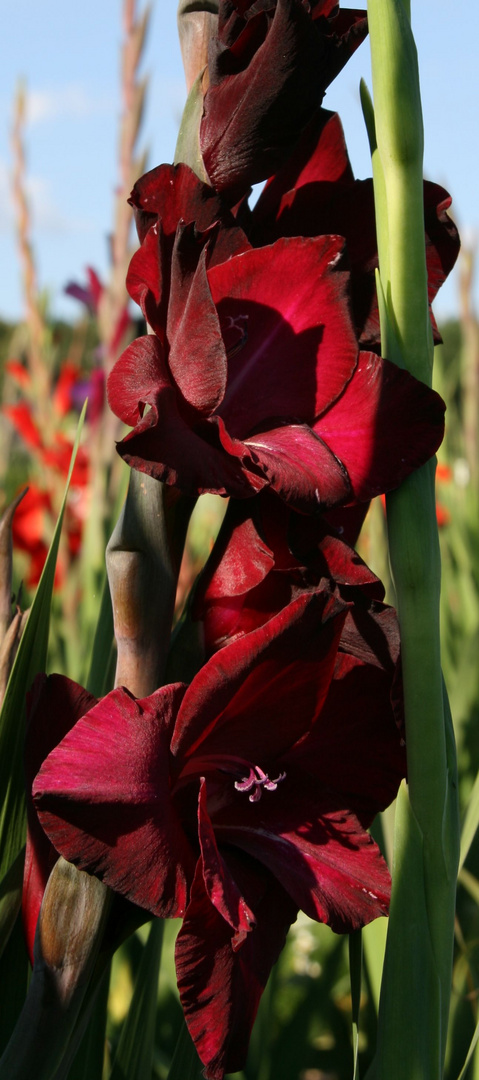 Gladiole