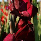 Gladiole