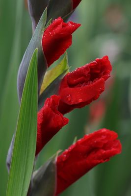 Gladiole-
