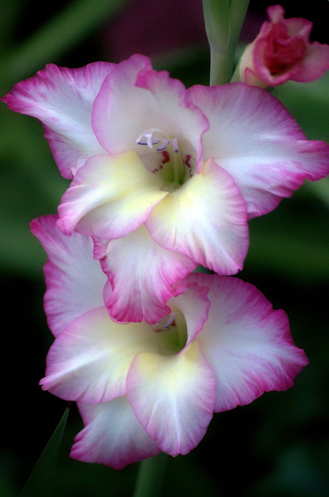 Gladiole