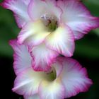 Gladiole