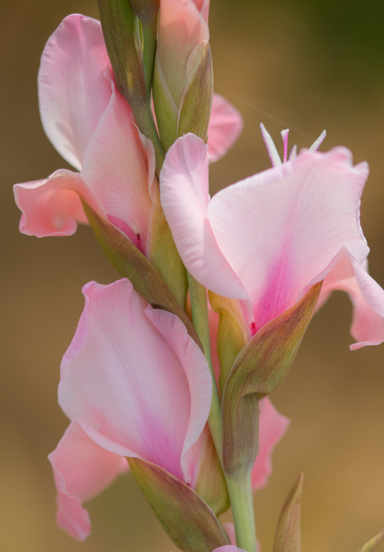 Gladiole