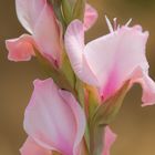 Gladiole