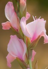 Gladiole