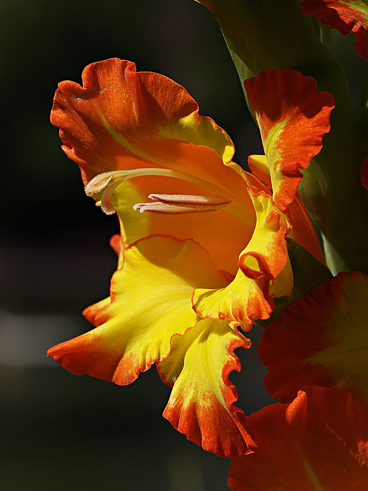 Gladiole...