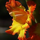 Gladiole...