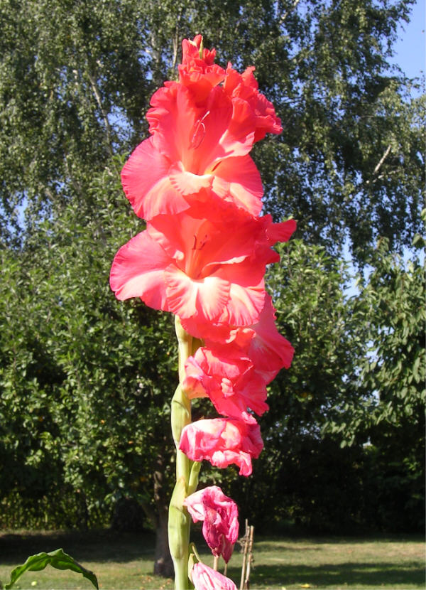 Gladiole