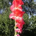 Gladiole